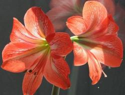 Выращивание комнатных или домашних лилий – от посадки в горшок до хранения после цветения Комнатная лилия как называется